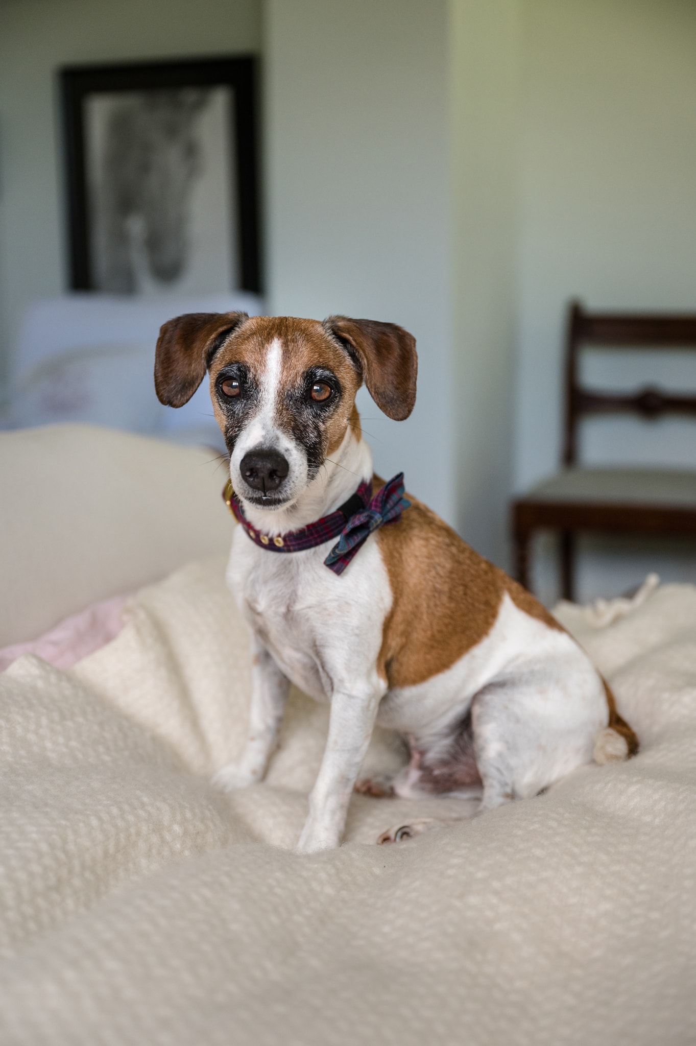 A Jack Russell dog wearing a tartan bow tie for a wedding