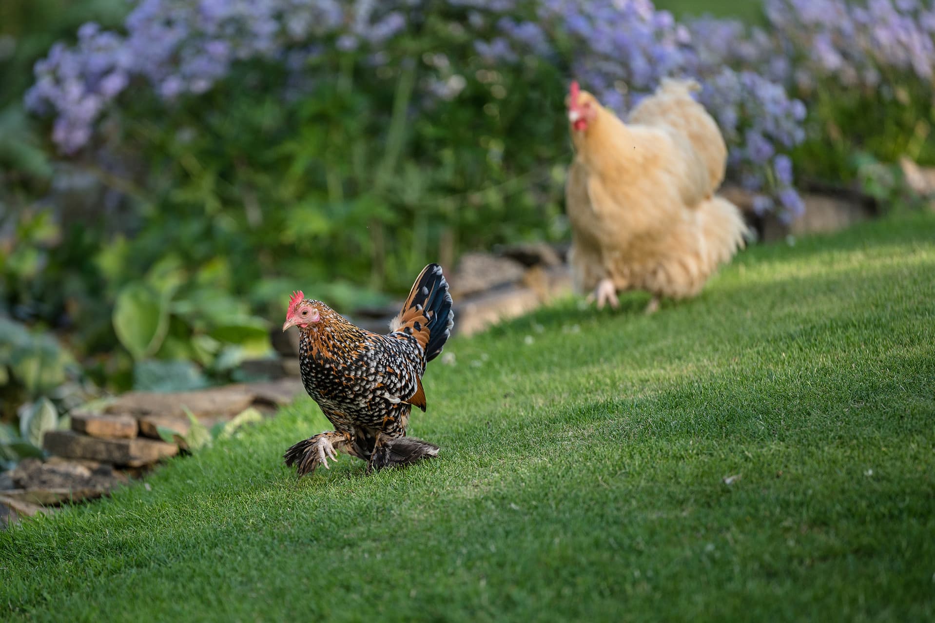 Chickens dashing across a lawn