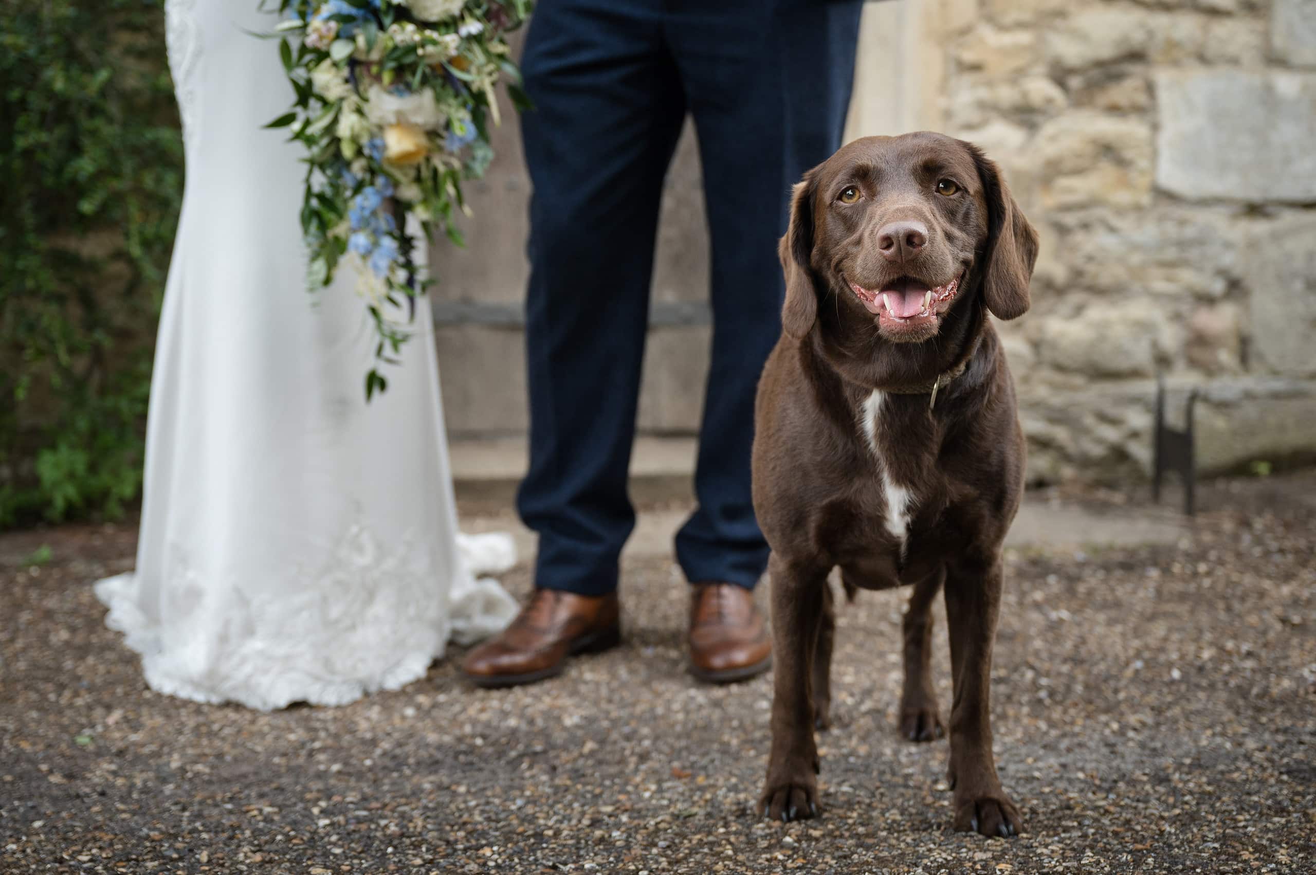 Close up photo of a springador dog with its owner's (the bride and groom!) legs in the background